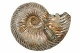 Iridescent, Pyritized Ammonite Fossils - 3/4" to 1" - Photo 2